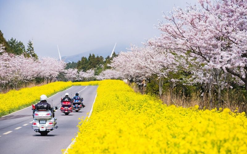 Lễ hội hoa anh đào trên đảo Jeju