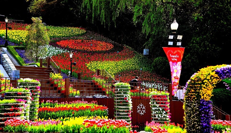 E-world-Daegu-tulip-festival
