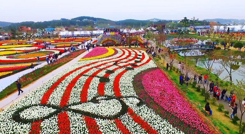 Sinan-tulip-festival
