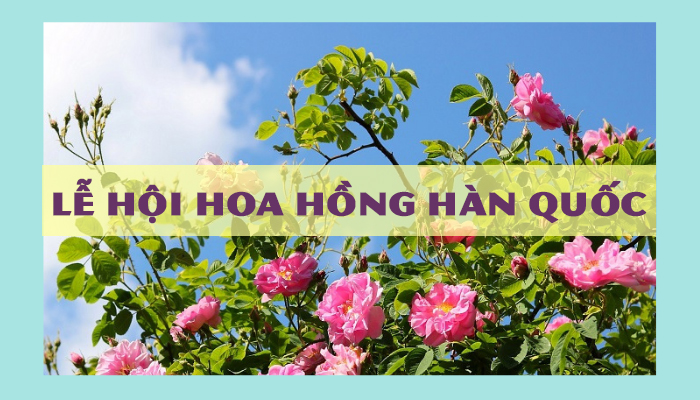 BẬT MÍ!!! Top 13 Lễ hội hoa hồng đẹp ngất ngây ở Hàn Quốc