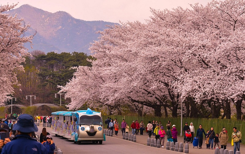 yeouido-spring-flower-festival