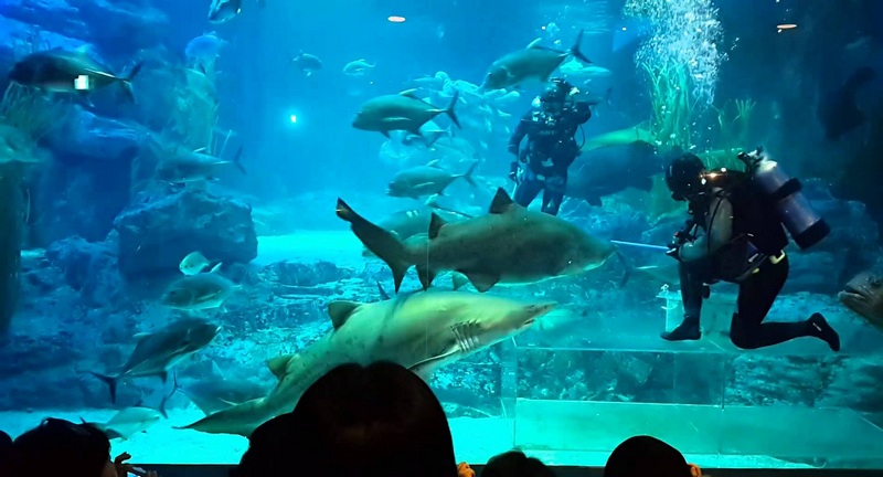 vien-hai-duong-aquarium