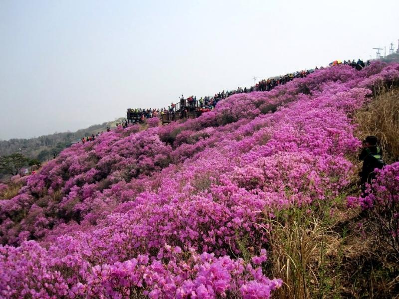 Lễ hội hoa Đỗ quyên ở Ganghwa, Incheon