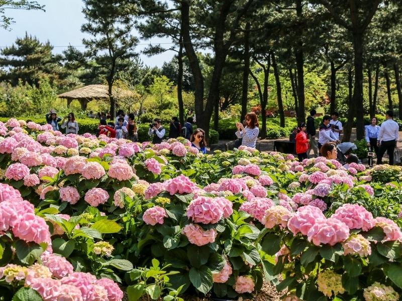 Lễ hội hoa cẩm tú cầu ở công viên sinh thái Hueree