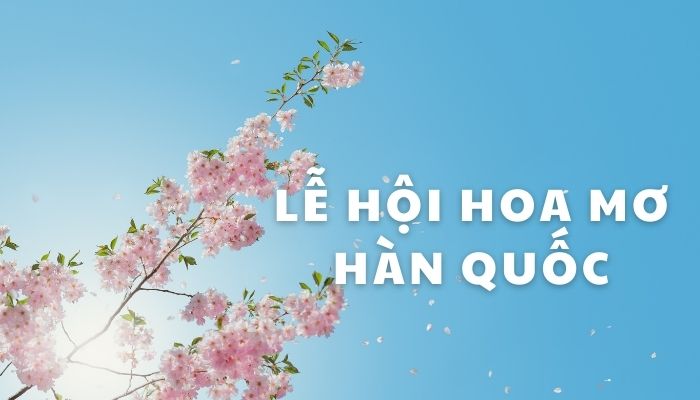 Bật mí 3 lễ hội hoa mơ Hàn Quốc làm nao lòng khách du lịch