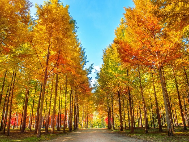 nami island