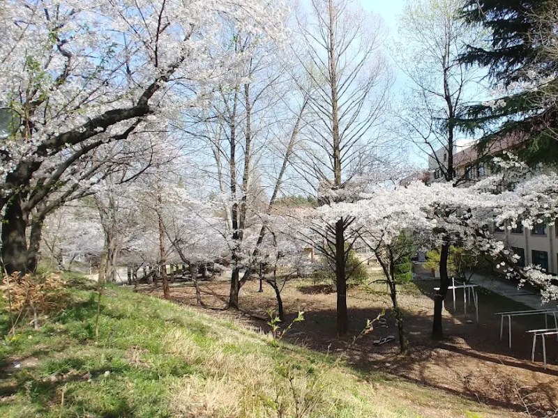 Vườn hoa nở rộ mang đến khung cảnh thơ mộng